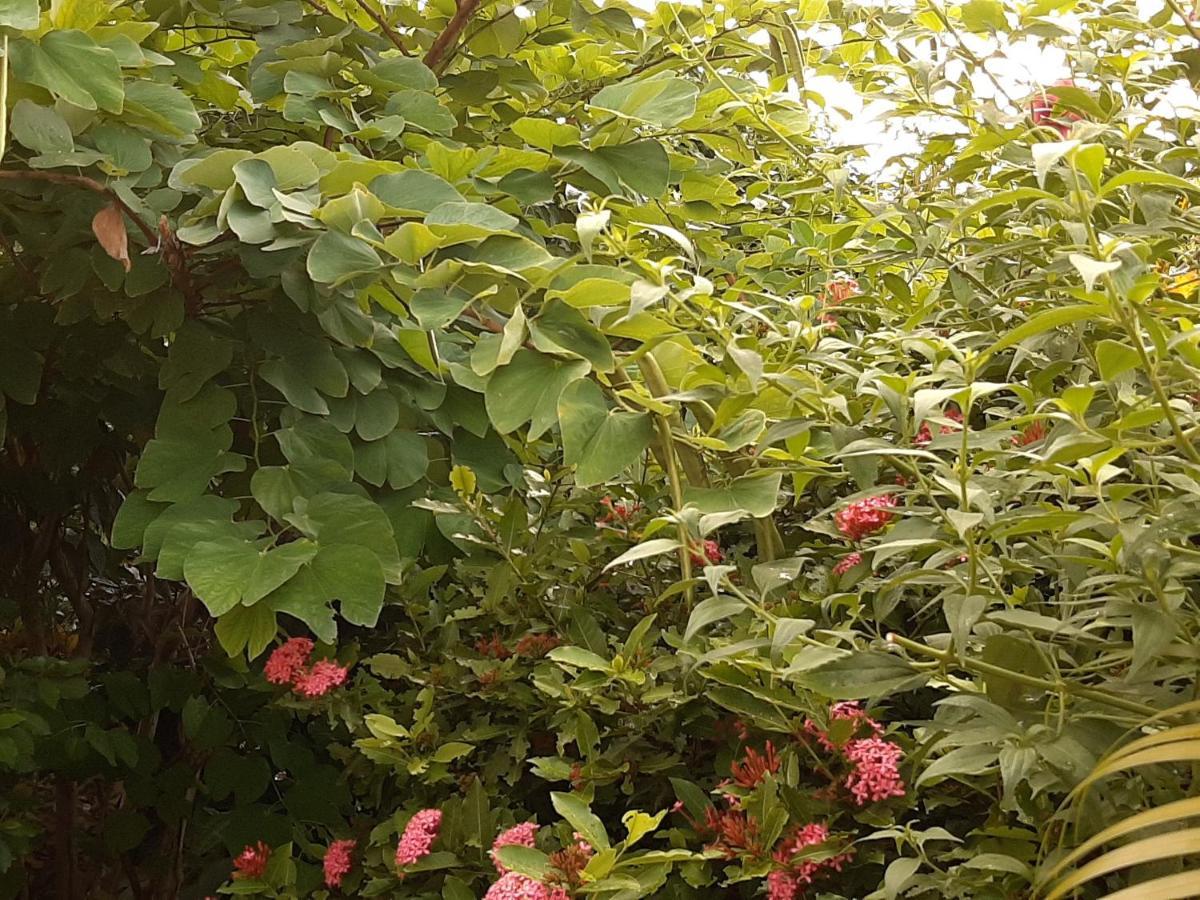 Les Hibiscus Apartment L'Anse Noire Luaran gambar